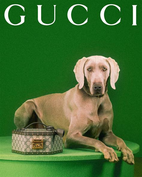 gucci zwart pet|gucci pet collection 2021.